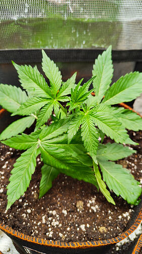 Growreport Bild 6