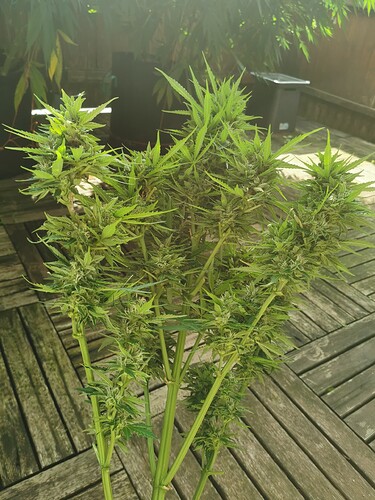 Growreport Bild 1