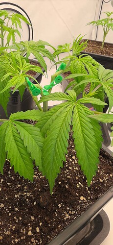 Growreport Bild 6