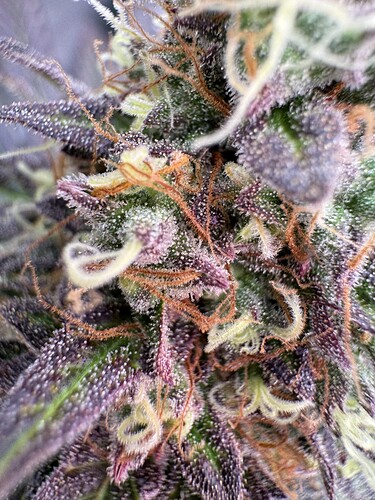 Growreport Bild 43