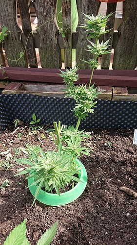 Growreport Bild 18
