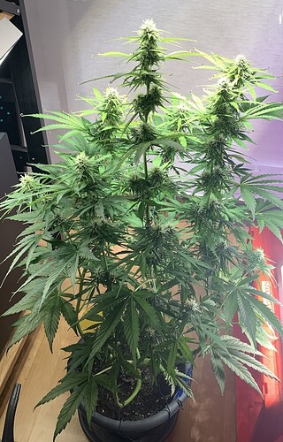 image-20240813-182913-647