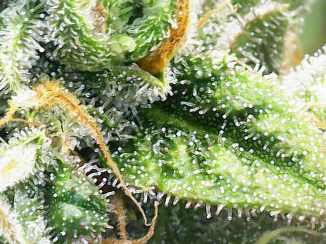 Growreport Bild 22