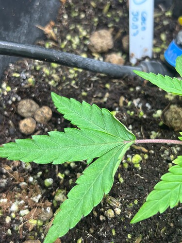 Growreport Bild 9