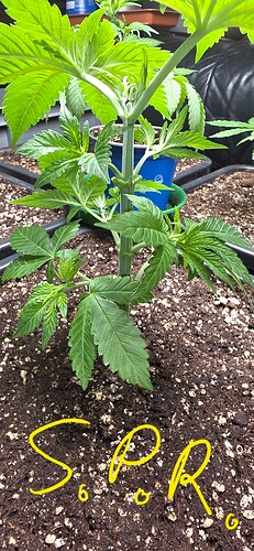 Growreport Bild 31