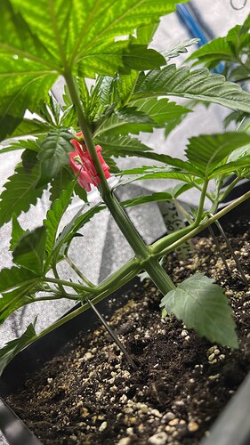Growreport Bild 4