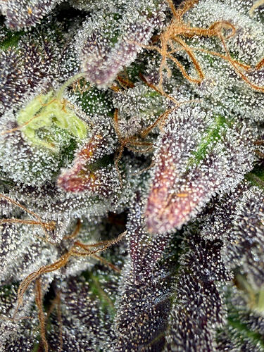 Growreport Bild 4