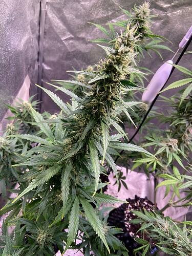 Growreport Bild 6