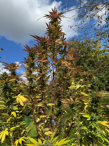 Growreport Bild 19