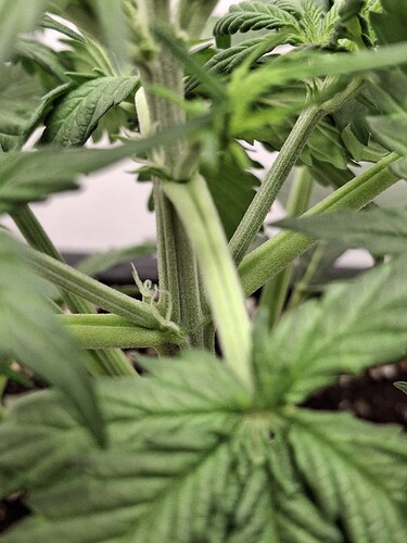Growreport Bild 44