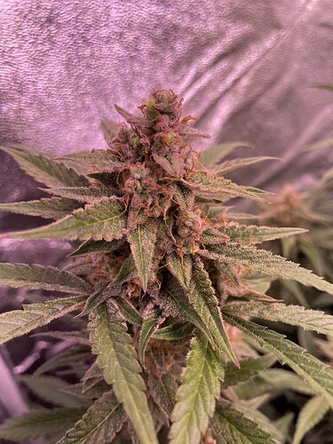 Growreport Bild 34