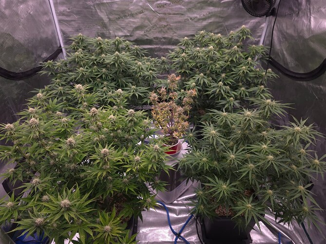 Growreport Bild 1