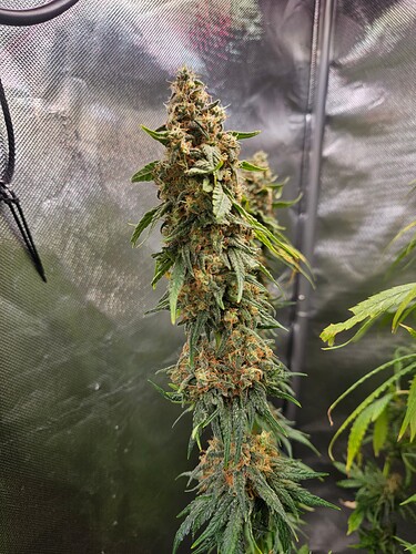 Growreport Bild 2