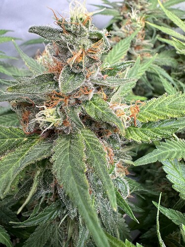 Growreport Bild 57