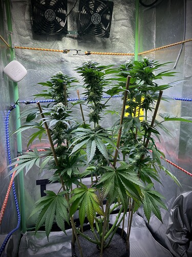 Growreport Bild 5