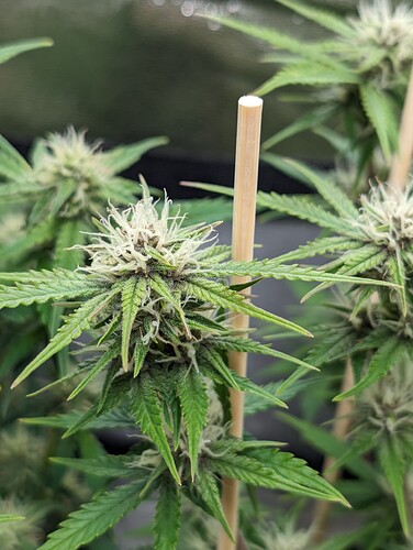Growreport Bild 5