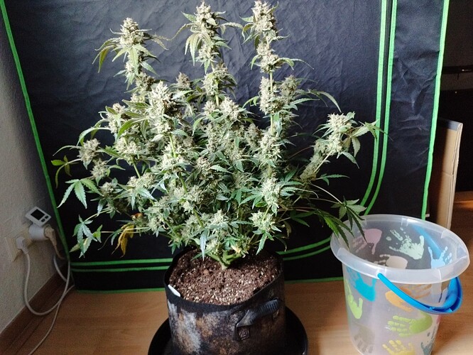 Eine blühende Cannabispflanze in einem Stofftopf steht neben einem durchsichtigen Eimer mit bunten Handabdrücken.