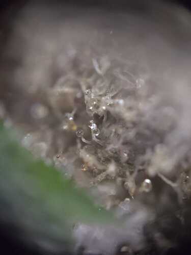Growreport Bild 2