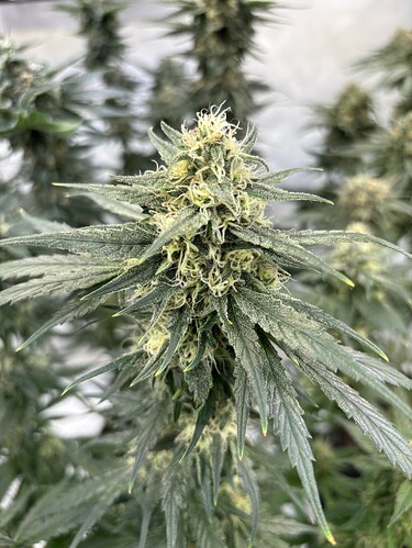 Growreport Bild 13