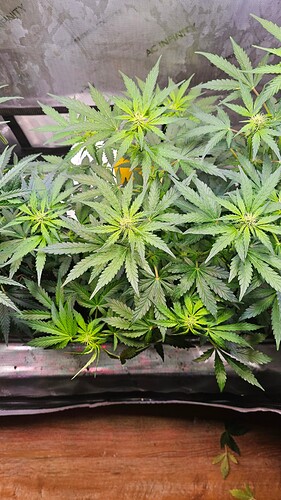 Growreport Bild 18