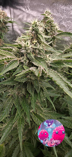 Growreport Bild 47