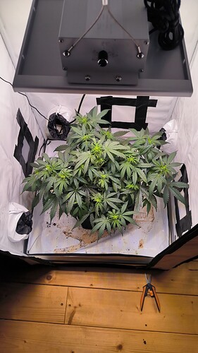 Growreport Bild 17