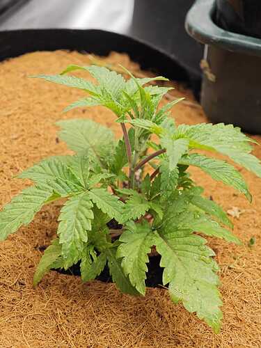 Growreport Bild 35