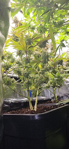 Growreport Bild 52