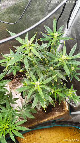 Growreport Bild 9