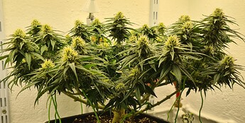 Growreport Bild 79
