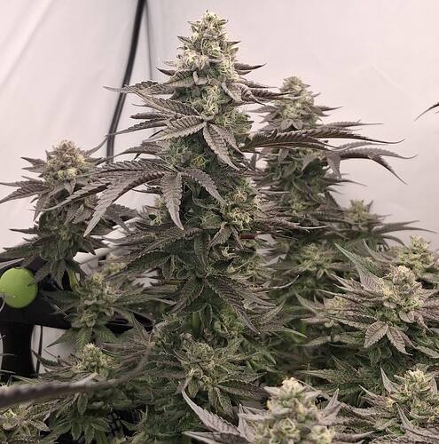 480543346_122168870558293599_8914435163636485533_n