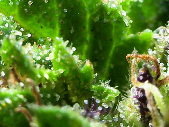 Growreport Bild 32