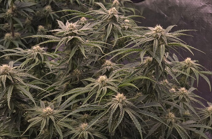 Growreport Bild 6