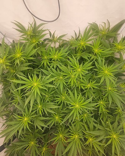 Growreport Bild 29