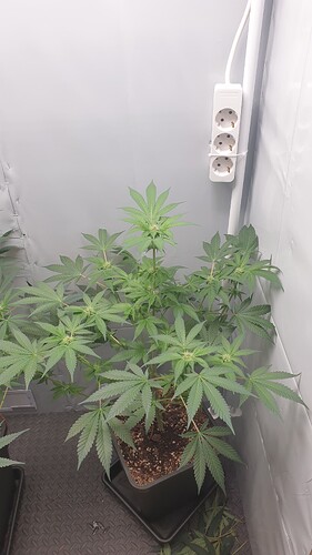 Growreport Bild 3