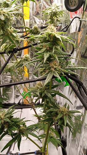 Growreport Bild 7