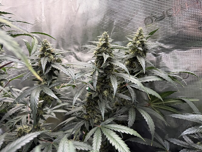 Growreport Bild 23