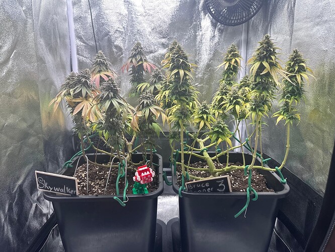 Growreport Bild 11