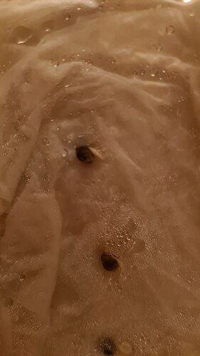 photo1713205688 (2)