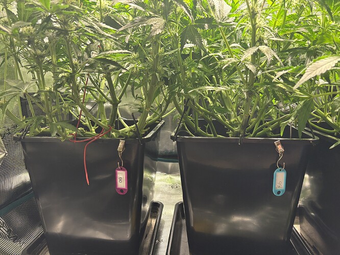 Growreport Bild 3