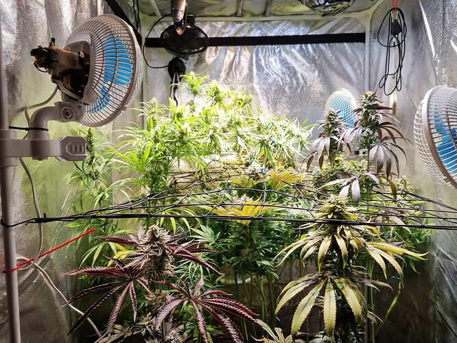 Mehrere Cannabis-Pflanzen in der Blütephase in einem Growzelt, beleuchtet von einer Lampe und belüftet von Ventilatoren.