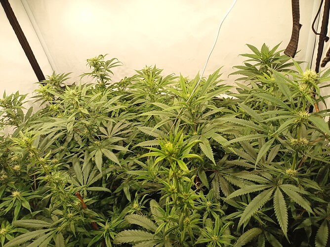 Growreport Bild 8