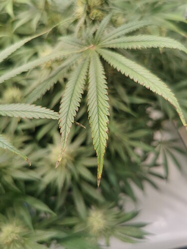 Growreport Bild 7