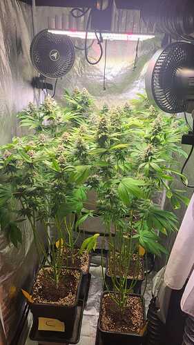 Mehrere Cannabis-Pflanzen in der Blütephase in einem Growzelt mit LED-Beleuchtung und Ventilatoren.