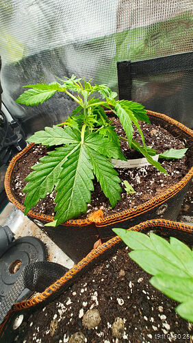 Growreport Bild 2