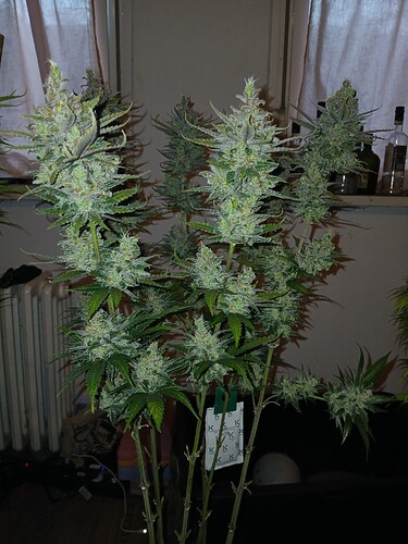 Growreport Bild 6