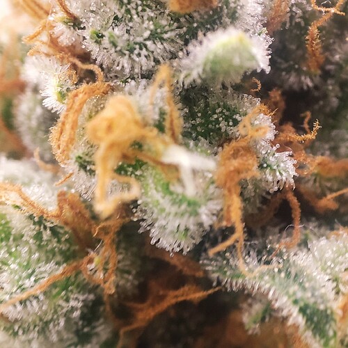 Growreport Bild 71