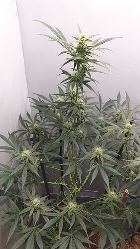 Growreport Bild 8