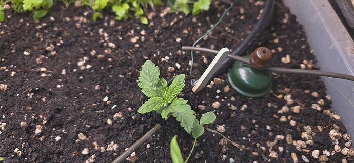 Growreport Bild 2