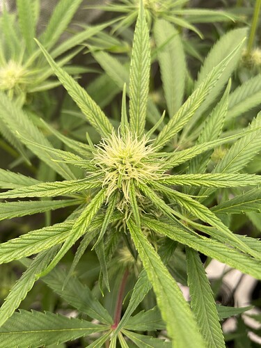 Growreport Bild 19